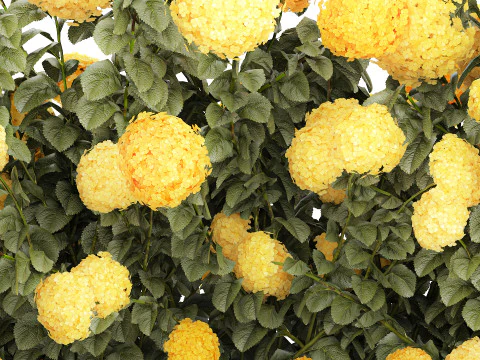 Cespugli Di Ortensie Gialle Con Fiori Per Giardino 1480 Modello 3D