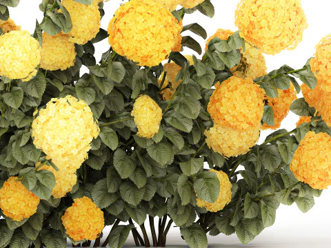 Cespugli Di Ortensie Gialle Con Fiori Per Giardino 1480 Modello 3D