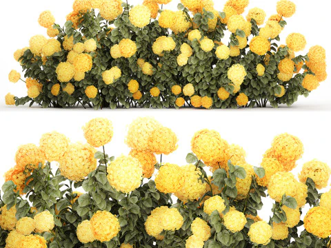 Cespugli Di Ortensie Gialle Con Fiori Per Giardino 1480 Modello 3D