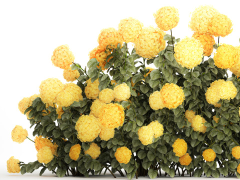 Bushes Yellow Hydrangea With Flowers For Garden 1480 Modello 3D