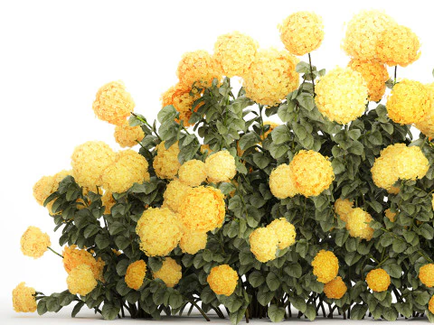 Cespugli Di Ortensie Gialle Con Fiori Per Giardino 1480 Modello 3D