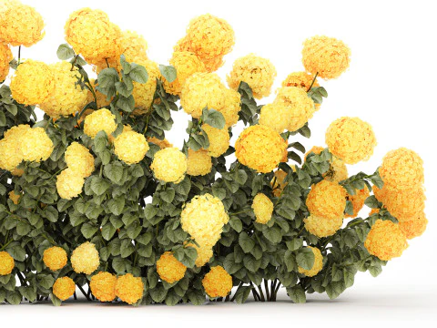 Cespugli Di Ortensie Gialle Con Fiori Per Giardino 1480 Modello 3D