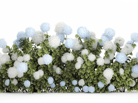 Bushes white blue hydrangea with flowers garden 1481 3D Model