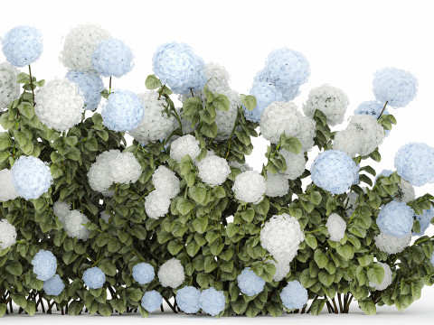 Bushes white blue hydrangea with flowers garden 1481 3D 모델