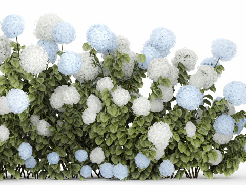 Bushes white blue hydrangea with flowers garden 1481 3D Model
