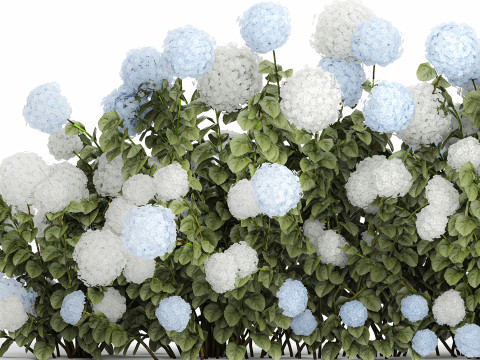 Bushes white blue hydrangea with flowers garden 1481 3D 모델