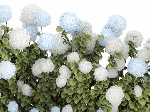 Bushes white blue hydrangea with flowers garden 1481 3D Model