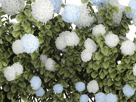 Bushes white blue hydrangea with flowers garden 1481 3D Model