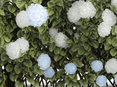 Bushes white blue hydrangea with flowers garden 1481 3D Model