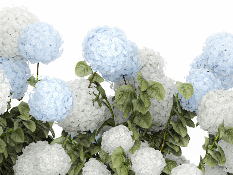 Bushes white blue hydrangea with flowers garden 1481 3D 모델