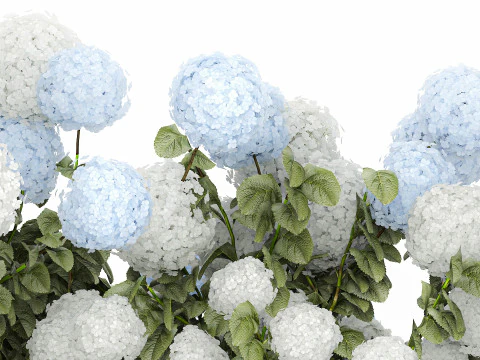 Bushes white blue hydrangea with flowers garden 1481 3D Model