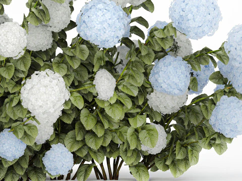 Bushes white blue hydrangea with flowers garden 1481 3D Model