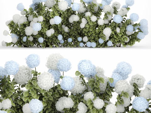 Bushes white blue hydrangea with flowers garden 1481 3D 모델