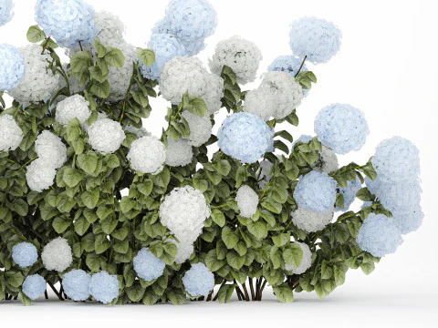 Bushes white blue hydrangea with flowers garden 1481 3D Model
