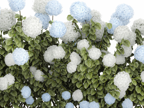 Bushes white blue hydrangea with flowers garden 1481 3D 모델