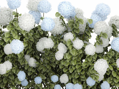 Bushes white blue hydrangea with flowers garden 1481 3D Model