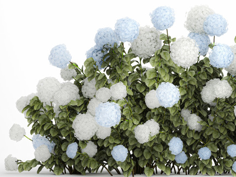 Bushes white blue hydrangea with flowers garden 1481 3D 모델