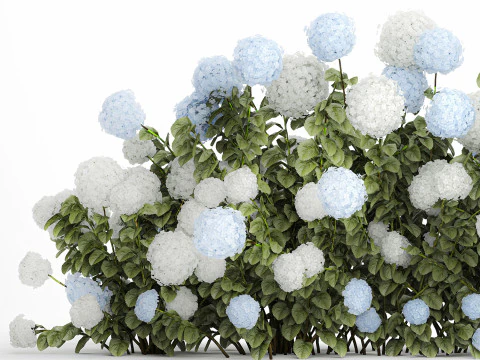 Bushes white blue hydrangea with flowers garden 1481 3D Model