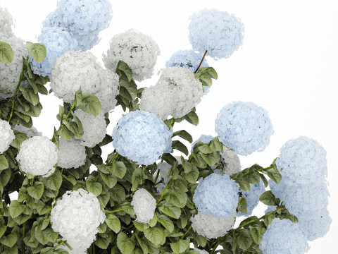 Bushes white blue hydrangea with flowers garden 1481 3D 모델