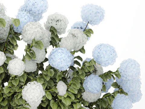Bushes white blue hydrangea with flowers garden 1481 3D Model