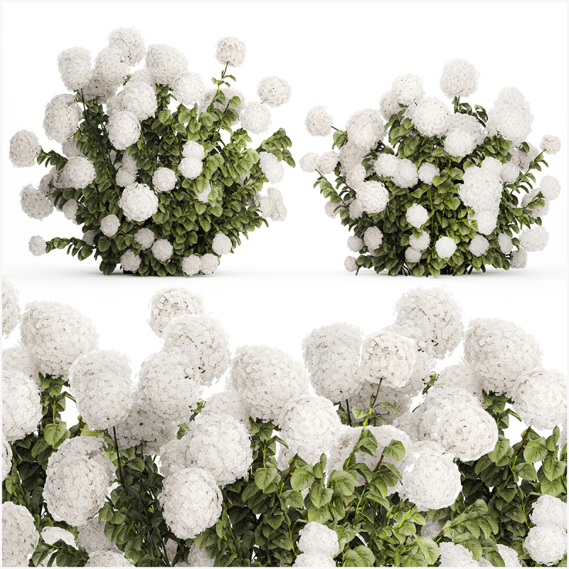 Beautiful Bushes White Hydrangea Flowers Garden 1482 3D Model .c4d .max .obj .3ds .fbx .stl .blend