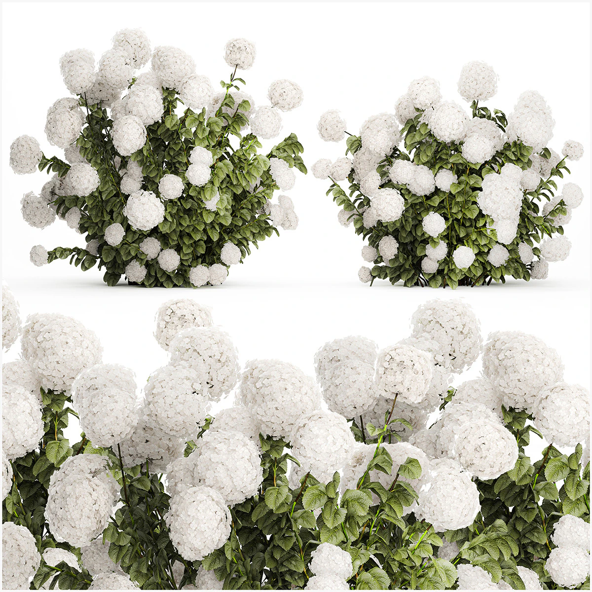 Beautiful Bushes White Hydrangea Flowers Garden 1482 3D Model .c4d .max .obj .3ds .fbx .stl .blend 