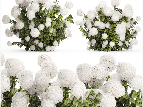 Beautiful Bushes White Hydrangea Flowers Garden 1482 3D 모델