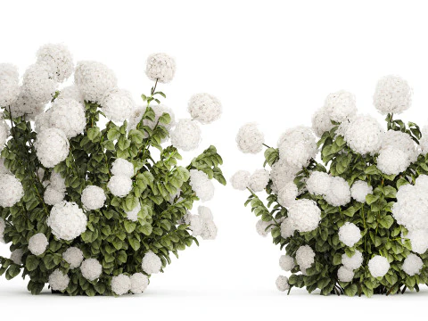 Beautiful Bushes White Hydrangea Flowers Garden 1482 3D Model
