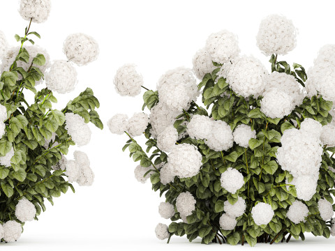 Beautiful Bushes White Hydrangea Flowers Garden 1482 3D Model