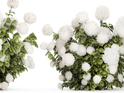 Beautiful Bushes White Hydrangea Flowers Garden 1482 3D Model