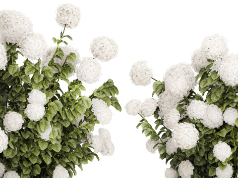 Beautiful Bushes White Hydrangea Flowers Garden 1482 3D Model
