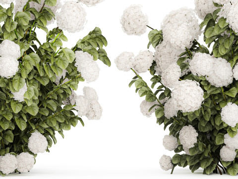 Beautiful Bushes White Hydrangea Flowers Garden 1482 3D Model