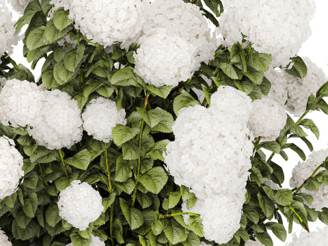Beautiful Bushes White Hydrangea Flowers Garden 1482 3D Model