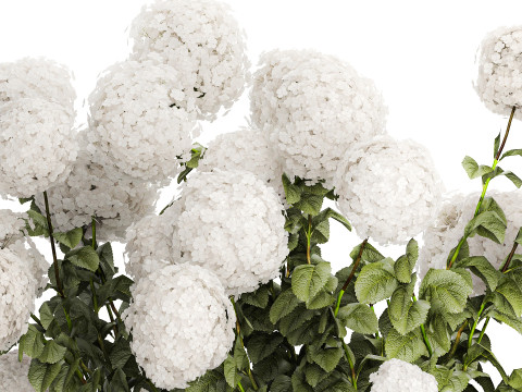Beautiful Bushes White Hydrangea Flowers Garden 1482 3D Model