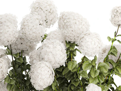 Beautiful Bushes White Hydrangea Flowers Garden 1482 3D Model