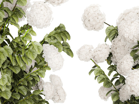 Beautiful Bushes White Hydrangea Flowers Garden 1482 3D Model