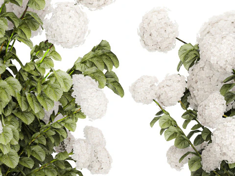 Beautiful Bushes White Hydrangea Flowers Garden 1482 3D Model