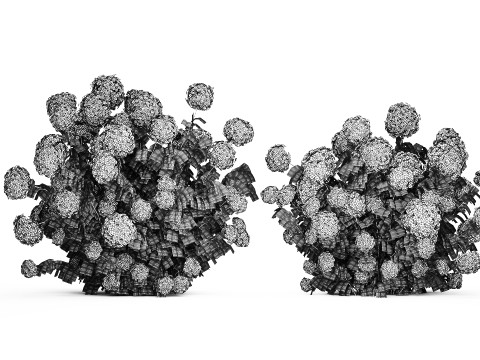 Beautiful Bushes White Hydrangea Flowers Garden 1482 3D Model