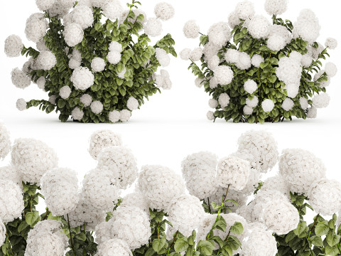 Beautiful Bushes White Hydrangea Flowers Garden 1482 3D Model