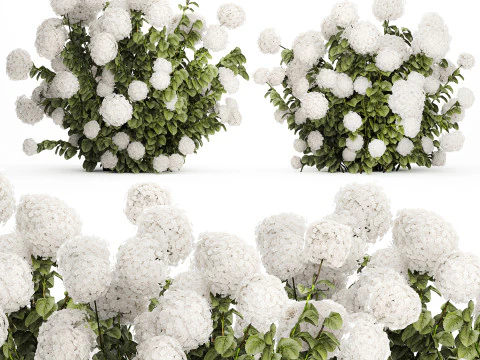 Beautiful Bushes White Hydrangea Flowers Garden 1482 3D Model