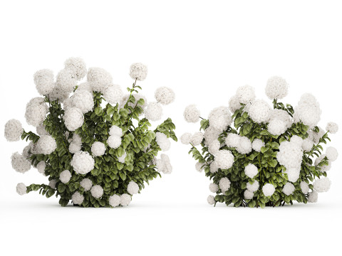 Beautiful Bushes White Hydrangea Flowers Garden 1482 3D Model