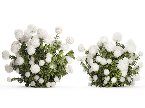 Beautiful Bushes White Hydrangea Flowers Garden 1482 3D Model