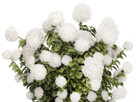 Beautiful Bushes White Hydrangea Flowers Garden 1482 3D Model
