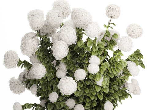 Beautiful Bushes White Hydrangea Flowers Garden 1482 3D Model