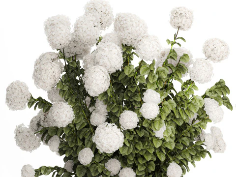 Beautiful Bushes White Hydrangea Flowers Garden 1482 3D Model