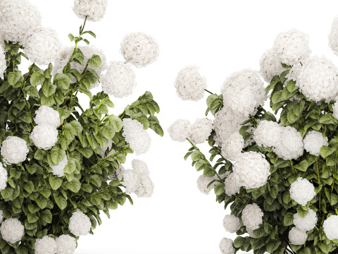 Beautiful Bushes White Hydrangea Flowers Garden 1482 3D Model