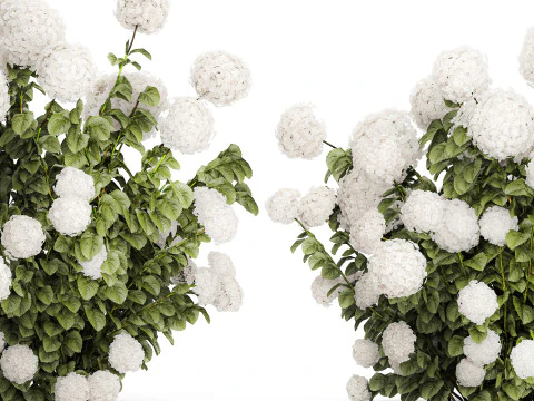 Beautiful Bushes White Hydrangea Flowers Garden 1482 3D Model