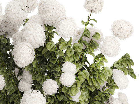 Beautiful Bushes White Hydrangea Flowers Garden 1482 3D Model