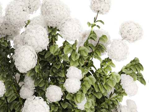 Beautiful Bushes White Hydrangea Flowers Garden 1482 3D Model
