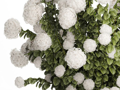 Beautiful Bushes White Hydrangea Flowers Garden 1482 3D Model